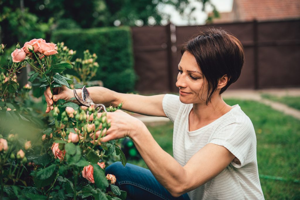 Picture of a woman pruning roses in the backyard garden